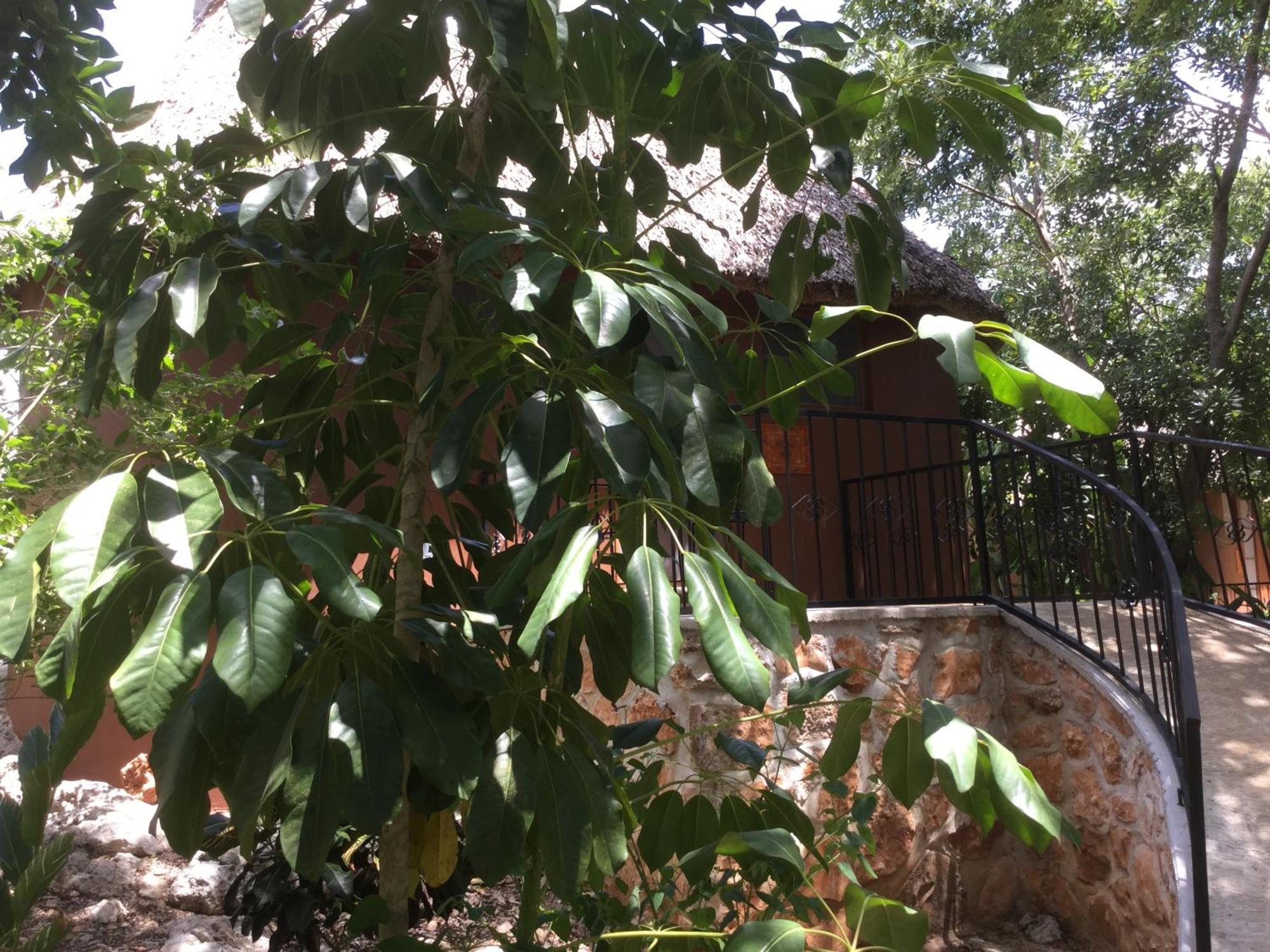 The Pickled Onion B&B And Restaurant Uxmal Santa Elena 객실 사진